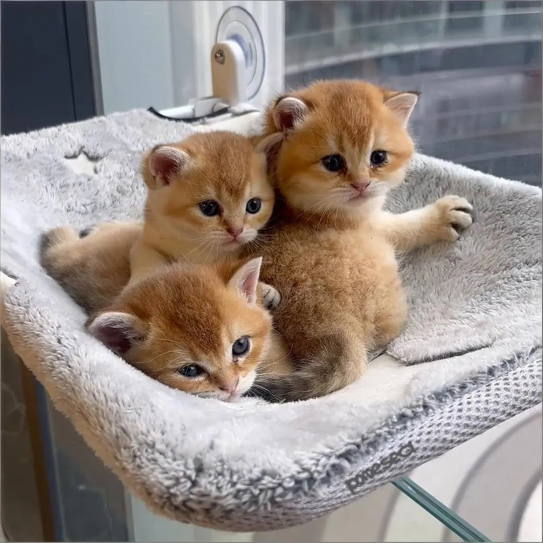 KinaPet HoverBed