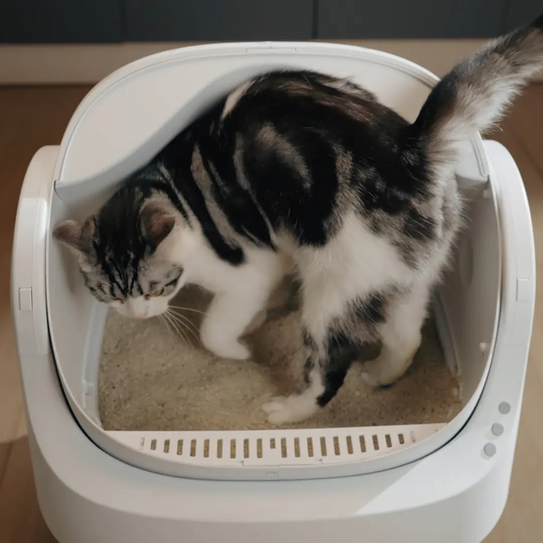 The ZeroScoop™ Auto Litter